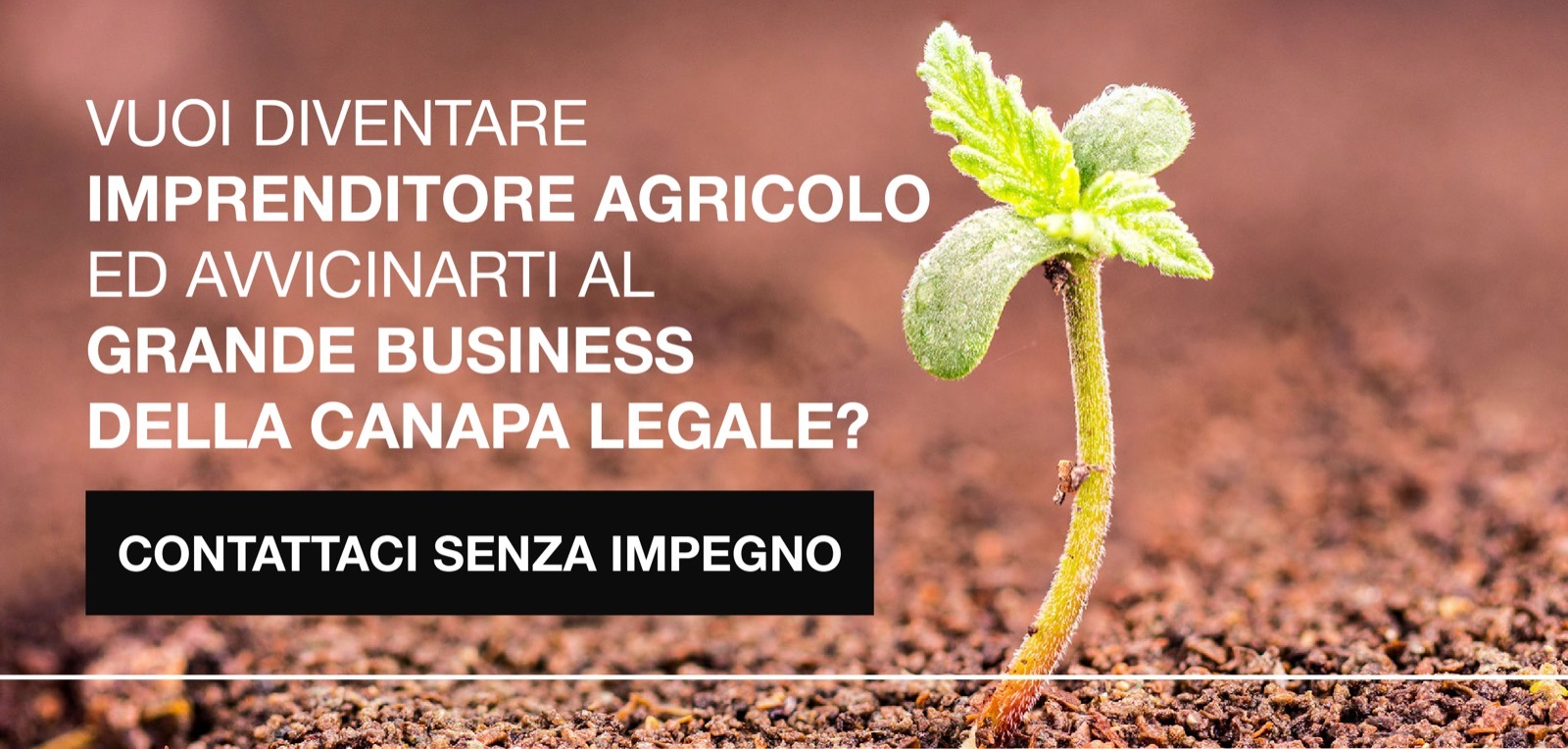 da governo e coldiretti via libera alla cannabis a tavola