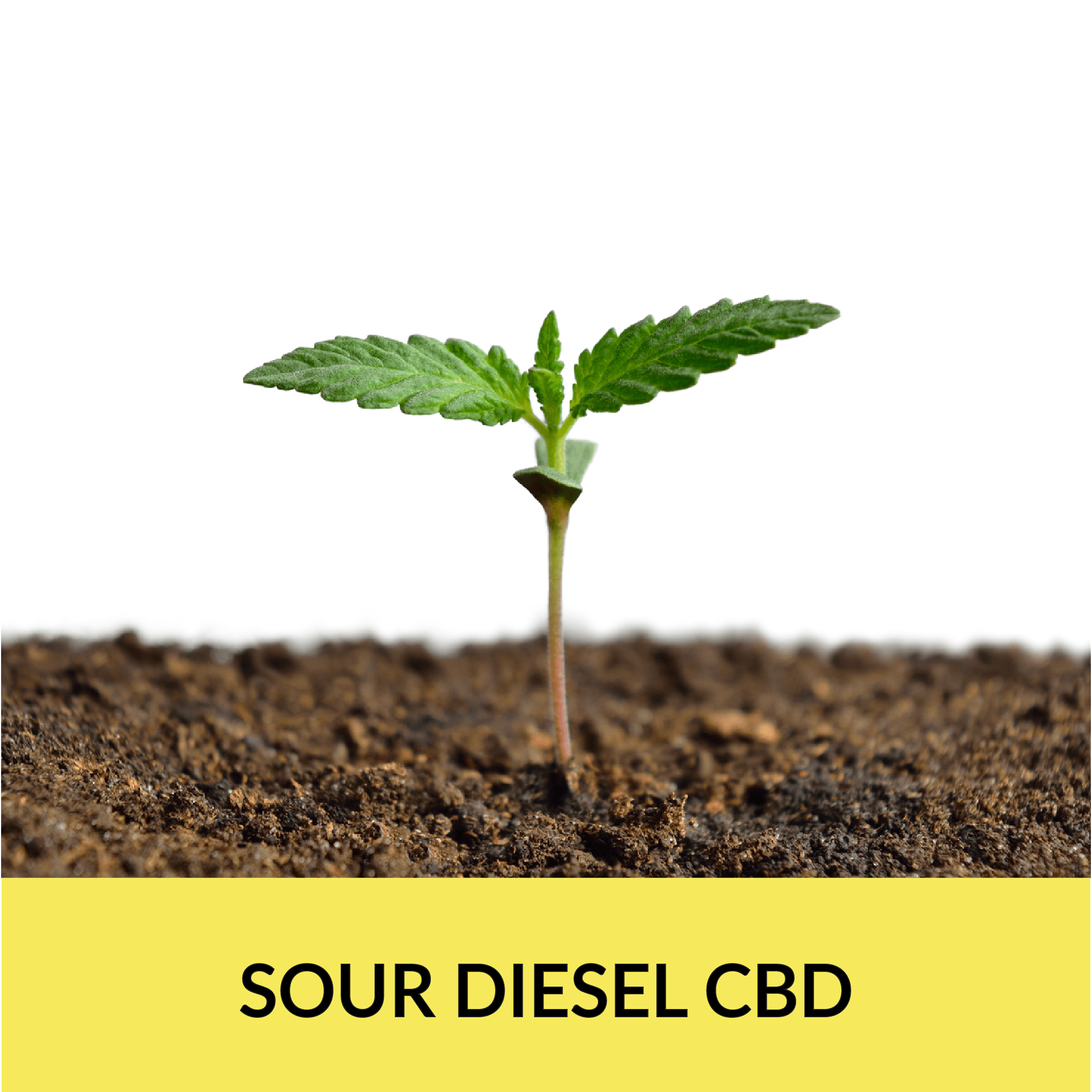 sour Diesel talee talea erbadicalabria.it