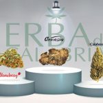 infiorescenze più vendute della settimana